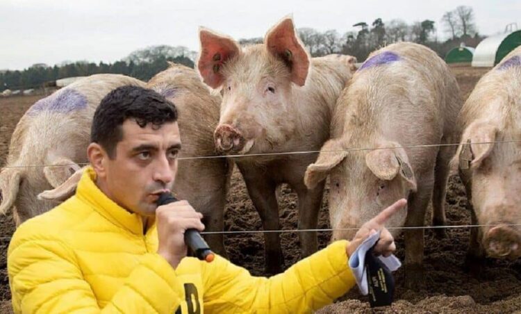 George Simion Porci Porc 929x560 1.jpg