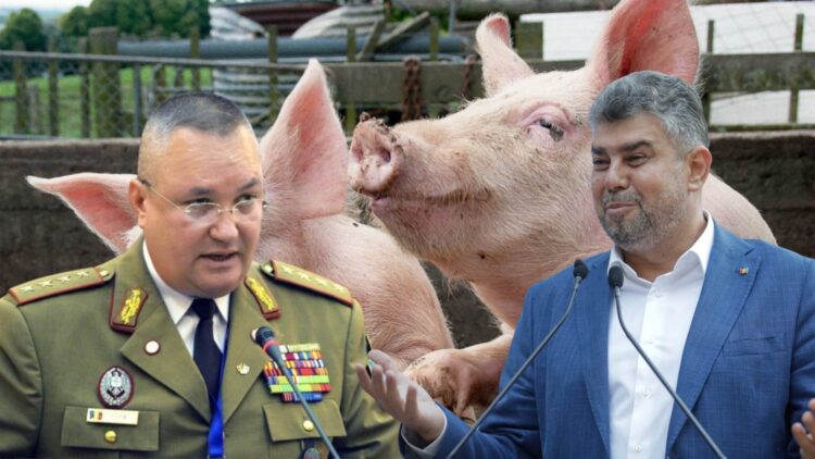Porci.jpg
